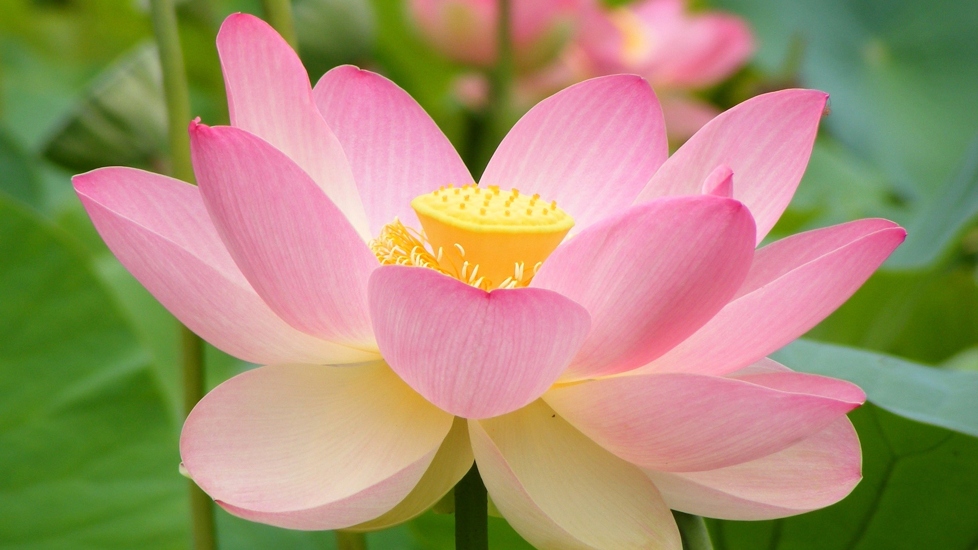 粉色莲花的花瓣粉嫩欲滴又美如仙子桌面壁纸