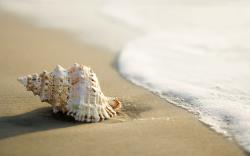 大海边沙滩上贝壳海星组成唯美风景图片壁纸