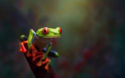 可爱的小青蛙趴在绿叶或枝头高清桌面壁纸大图