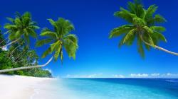 蔚蓝天空下的蓝色大海与高大的椰子树风景壁纸