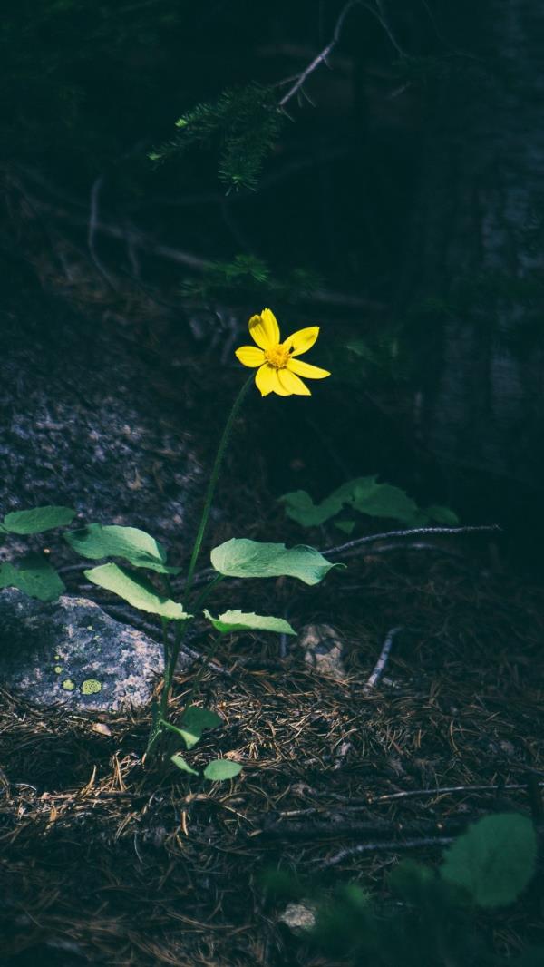 昏暗的森林里一朵黄色的野花傲然挺立