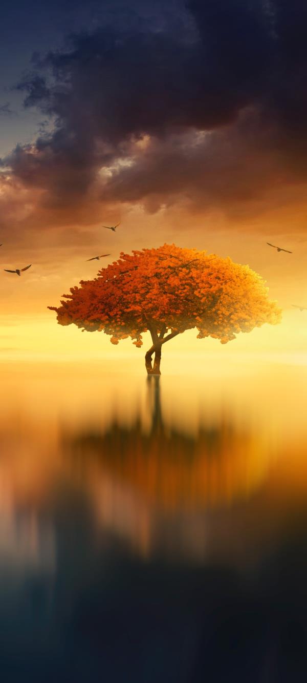 昏黄天空水中的树唯美风景手机壁纸