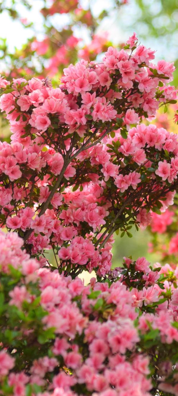 枝头上的粉红色樱花梦幻甜蜜象征爱情全屏手机壁纸
