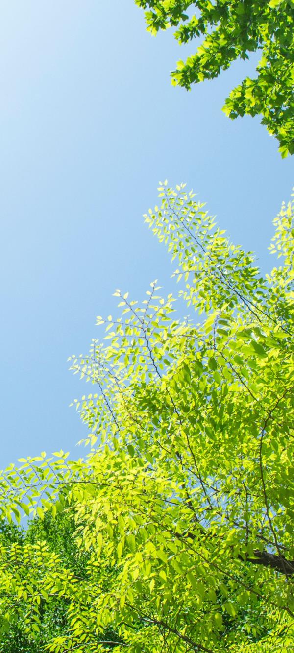 春天到来透过树上绿树间隙看蓝色天空