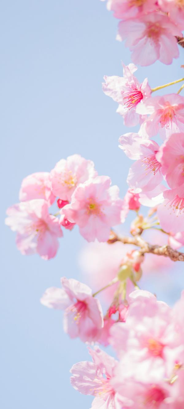 春天粉红色樱花 片片花瓣又好似薄绢 清新秀美