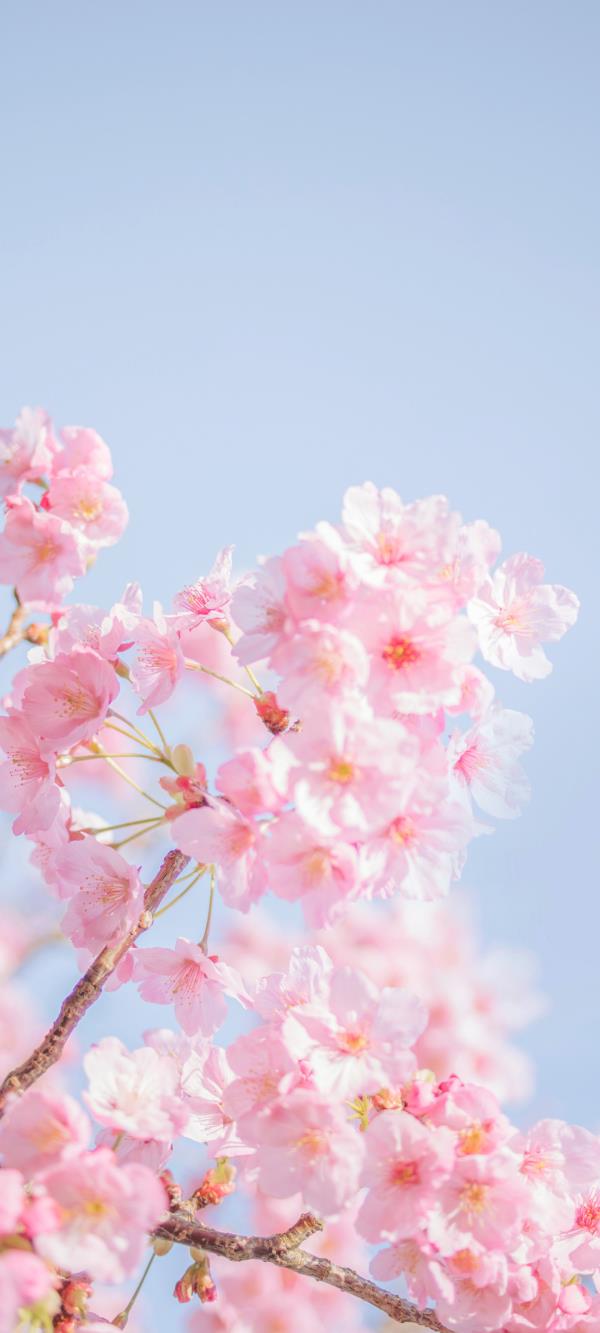 粉红色樱花清新秀美 片片花瓣又好似薄绢
