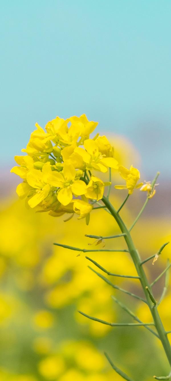 黄色的油菜花 “醉”美花海在等你高清手机壁纸